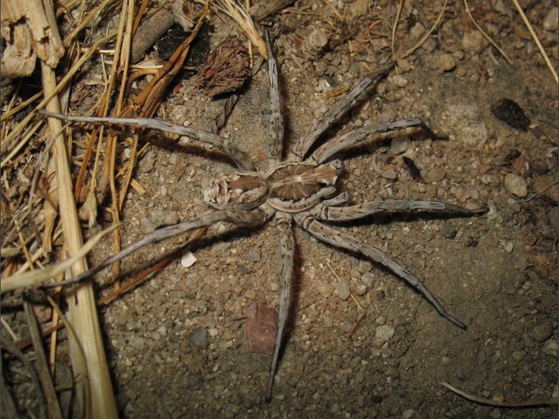 Allocosa oculata - Sud Sardegna (CA)